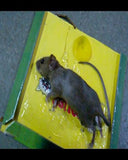 Reusable Expert Catch Mouse & Rat Glue Catch Trap - Pkwebstore